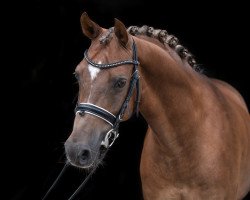 dressage horse Domino Dancing (German Riding Pony, 2011, from Dextro Energy)