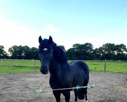 dressage horse Talino al Tajara (Pony without race description, 2008)