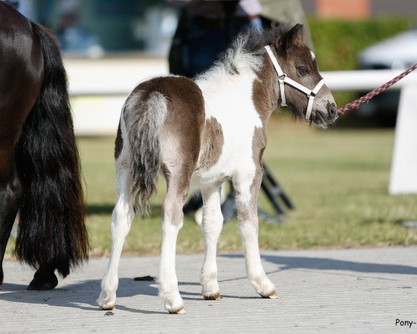 Pferd Lichterzaubers Piet (Dt.Part-bred Shetland Pony, 2022, von Philius von der Ostsee)