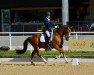 dressage horse Elin's Phönix (German Riding Pony, 2010, from Pius)