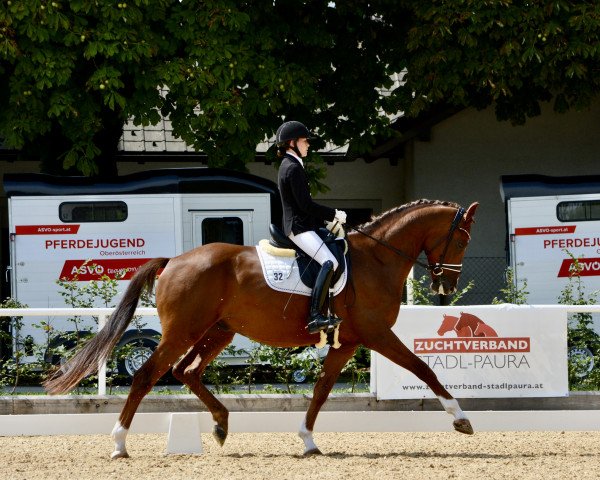 dressage horse Jameson MF (Austrian Warmblood, 2018, from Glock's Johnson Tn)