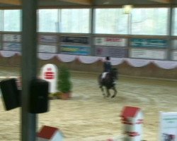 jumper Gambo N (German Riding Pony, 2006, from Giorgio N)