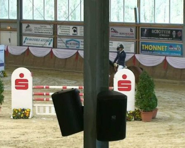 jumper Cherino (German Sport Horse, 2006, from Chello II)