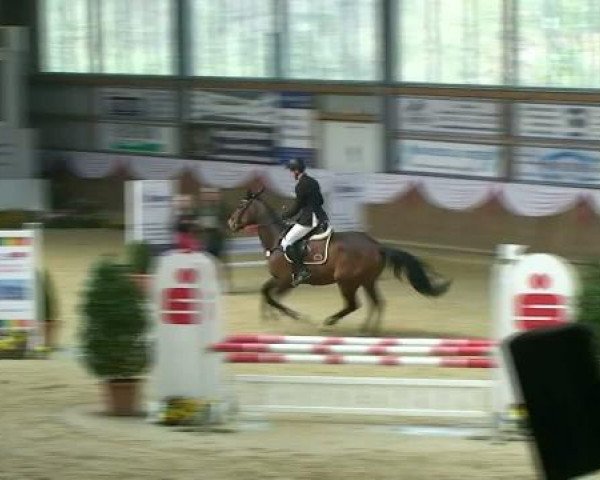 Springpferd Quentin 84 (Rheinländer, 2007, von Quidam's Rubin)