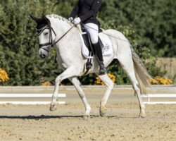 Zuchtstute Happy (Deutsches Reitpony, 2009, von Hilkens Black Delight)