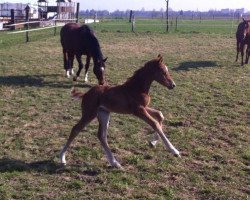 Springpferd Carascada (Hannoveraner, 2012, von Carrico)