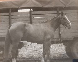 broodmare Furminte 7649 (Saxony-Anhaltiner,  , from Furioso 2486)