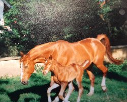 broodmare Friesland II (Oldenburg, 1993, from Wendig)