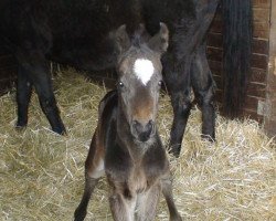 broodmare Coraya (Hanoverian, 2009, from Contendro I)