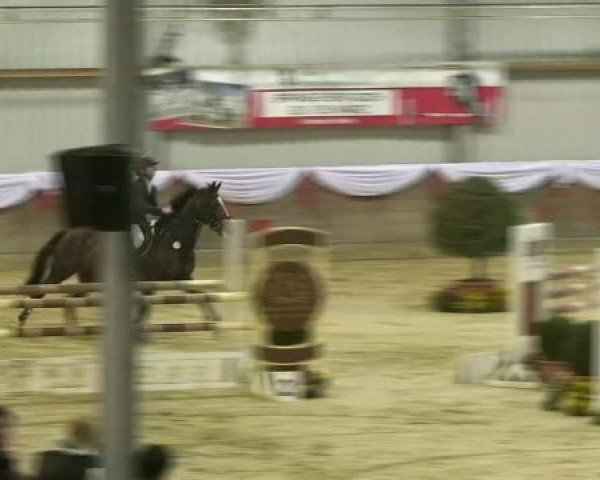 jumper Wideira (KWPN (Royal Dutch Sporthorse), 2000, from Wolfgang)