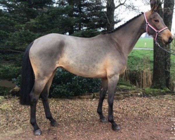 horse Captain Marvel Z (Zangersheide riding horse, 2018, from Canterbury)