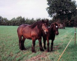 Pferd Erlanders 3 (Rheinisch-Westfälisches Kaltblut, 1999, von Erlander)