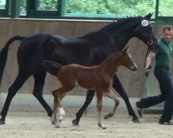 broodmare December (Oldenburg show jumper, 1990, from Drosselklang II)