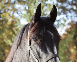 dressage horse Fil Noir (Oldenburg, 2019, from Fürstenball)