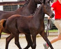 horse CF Dance Again (German Riding Pony, 2014, from Don De Marco)