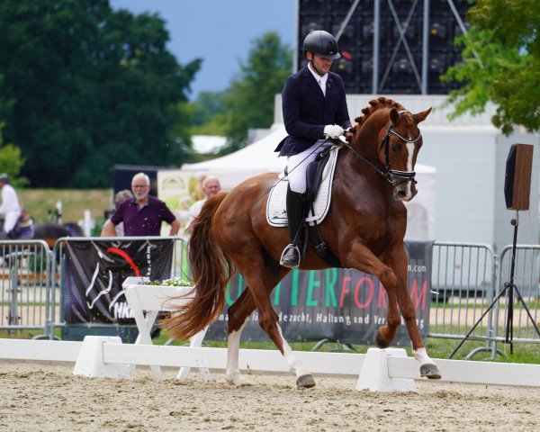 dressage horse Isterberg II (Hanoverian, 2018, from Instertanz V)