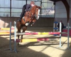 broodmare Quidam's Wolke HL (Rhinelander, 2006, from Quidam's Rubin)