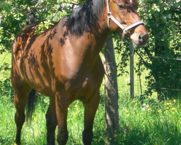 horse Papageno (Arab half breed / Partbred, 2002, from Pamour ox)