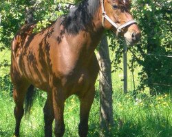 horse Papageno (Arabisches Halbblut / Partbred, 2002, from Pamour ox)