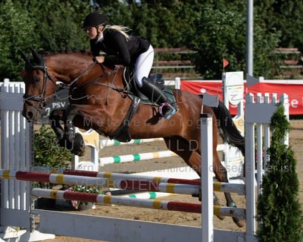 jumper The Great Loui (KWPN (Royal Dutch Sporthorse), 2002, from Pierrot)