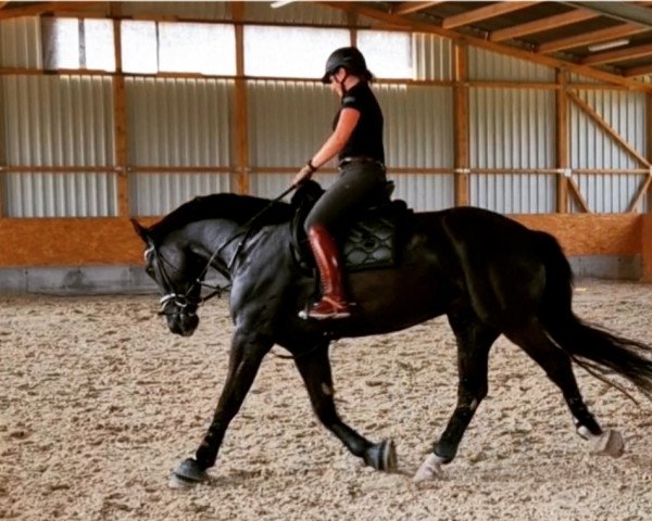 horse Nugat (polish noble half-breed, 2018, from Evento)