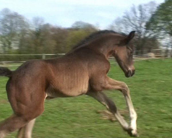 broodmare Silbermond (Hanoverian, 2010, from Sir Donnerhall I)