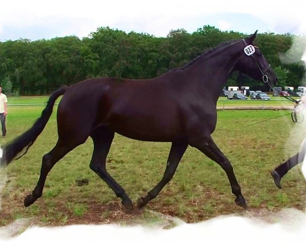 broodmare Haitami (Hanoverian, 2008, from Hotline)