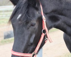 dressage horse Fabregas (Oldenburg, 2008, from Faustinus)