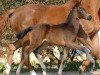 dressage horse Fräulein Flora (Westphalian, 2012, from Franziskus FRH)