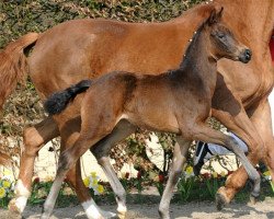 dressage horse Fräulein Flora (Westphalian, 2012, from Franziskus FRH)