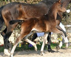 dressage horse First of April (Westphalian, 2012, from Fürstenball)