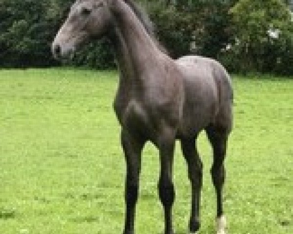 stallion Caspar's Berlini (Holsteiner, 2011, from Caspar (Berlin))