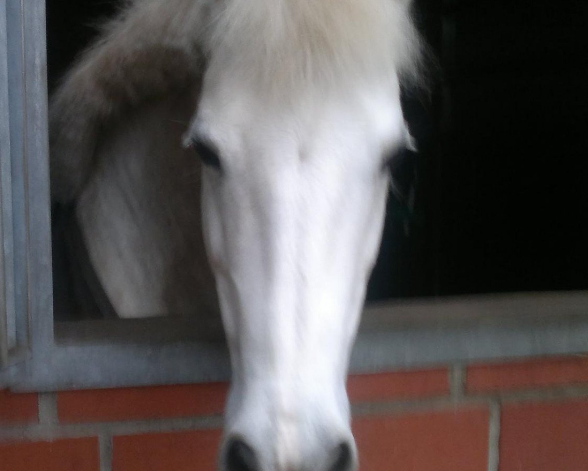 broodmare Dejavue (German Riding Pony, 1998)
