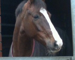 dressage horse Wonderfull 9 (KWPN (Royal Dutch Sporthorse), 2003, from Voltaire)