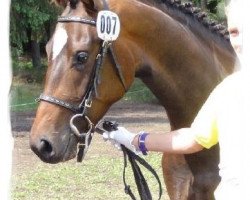 dressage horse Sirmana (Hannoveraner, 2009, from Sir Donnerhall I)