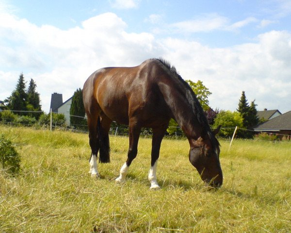 horse Dijon 23 (Hanoverian, 1995, from Davignon I)