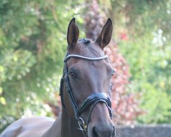 broodmare Banja 35 (Holsteiner, 2009, from Cassini II)