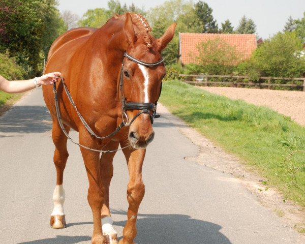 dressage horse Desiderio 2 (Hanoverian, 1997, from Davignon I)