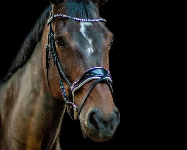 jumper Sila W. (Danish Warmblood, 2008, from Cosmeo)