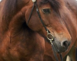 broodmare Britta (Westphalian Draughthorse, 1992, from Baron)