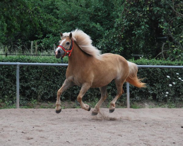 Zuchtstute Carina (Haflinger, 2002, von Anka-Vilko)