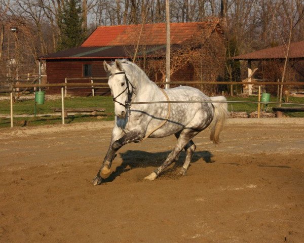 Pferd Corradina (Bayer, 2006, von Rauherr)