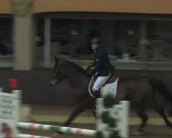 jumper Flash Dance 52 (Hanoverian, 2003, from Fishermans Friend)