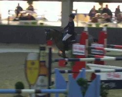 jumper Katar Z (Zangersheide riding horse, 2003, from Kolibri 2705)