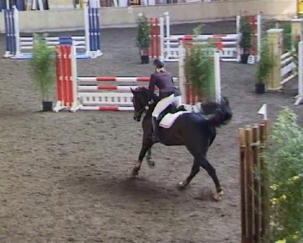 dressage horse Sazou 3 (Württemberger, 2005, from Sir Oldenburg)