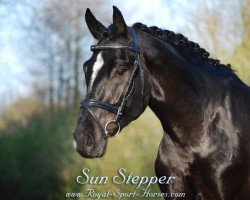 dressage horse Sun Stepper (Oldenburg, 2009, from Sungold 2)