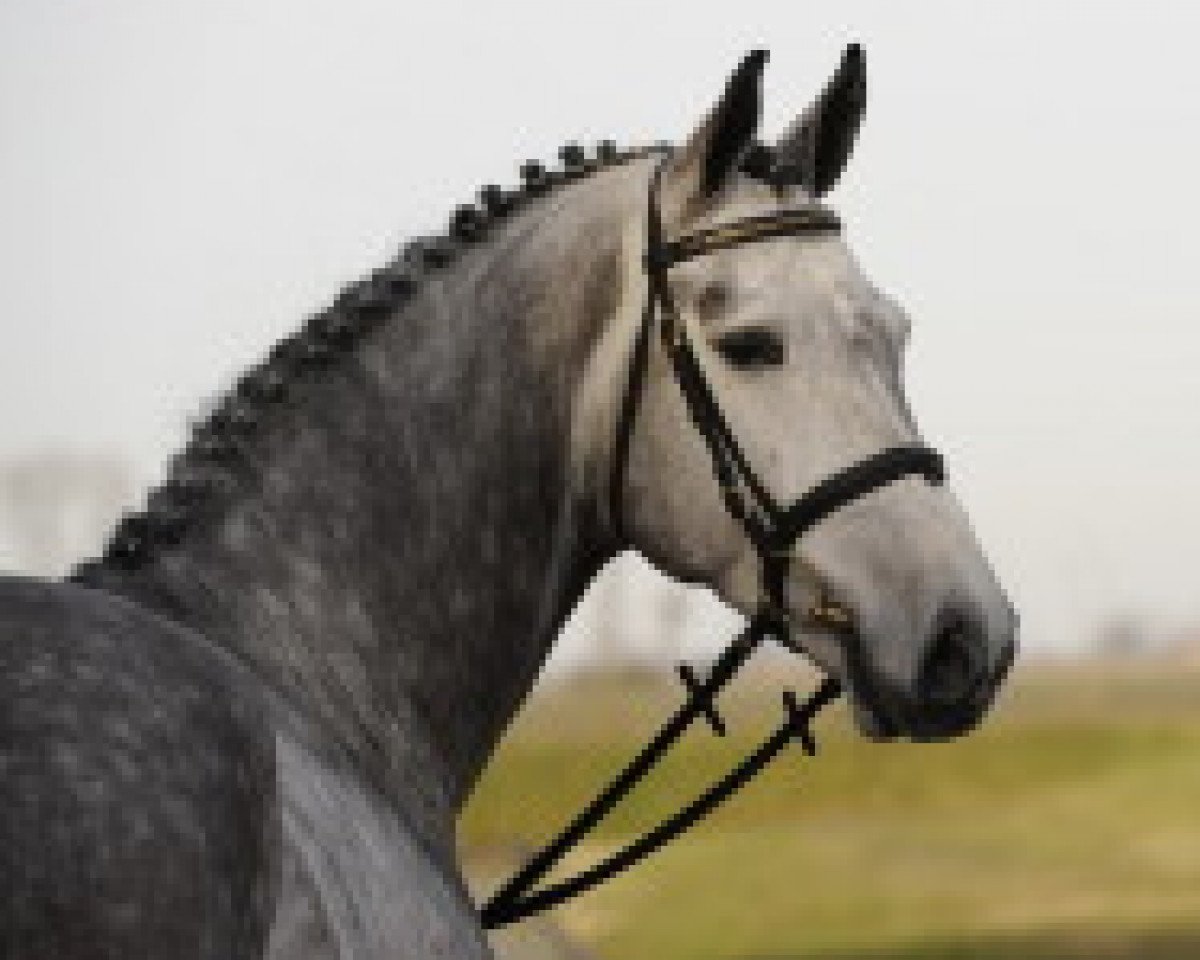 Deckhengst Con Cosmos (Holsteiner, 2003, von Colman)
