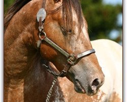 Pferd Bops Strudel Clark (Appaloosa, 2008, von Mr Strudel Bop)