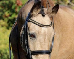 Dressurpferd Buschhof (Deutsches Reitpony, 2002, von Golden Dancer)