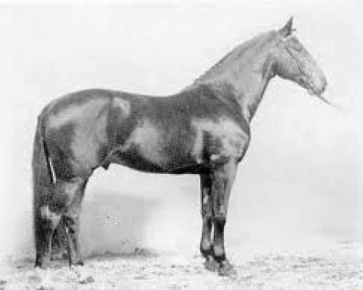 horse Silvester (Holsteiner, 1978, from Silbersee)